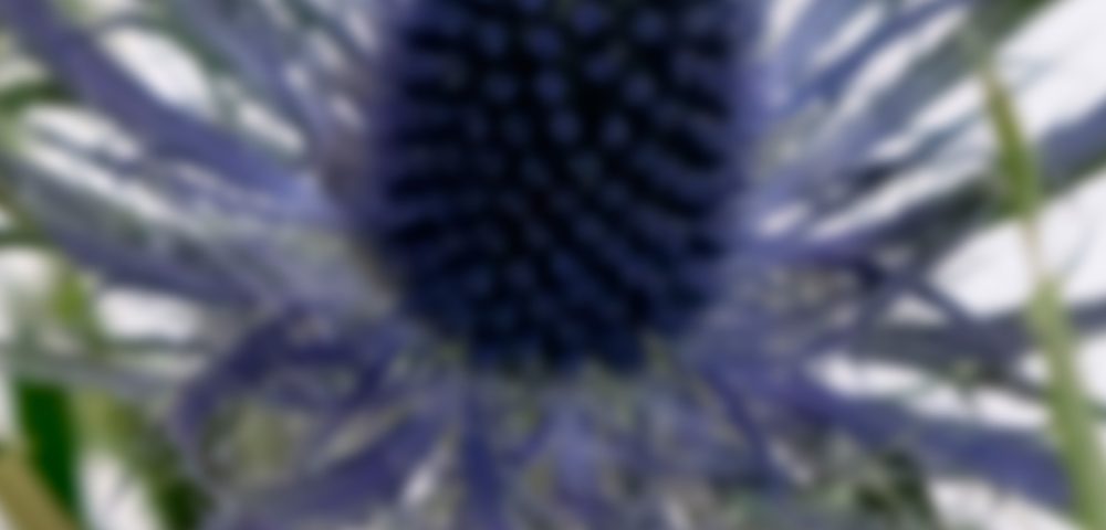 Eryngium