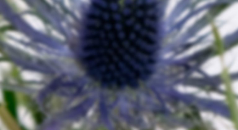 Eryngium