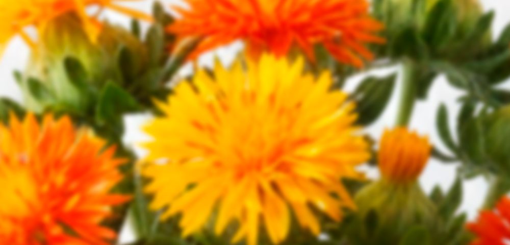 Carthamus – Safflower