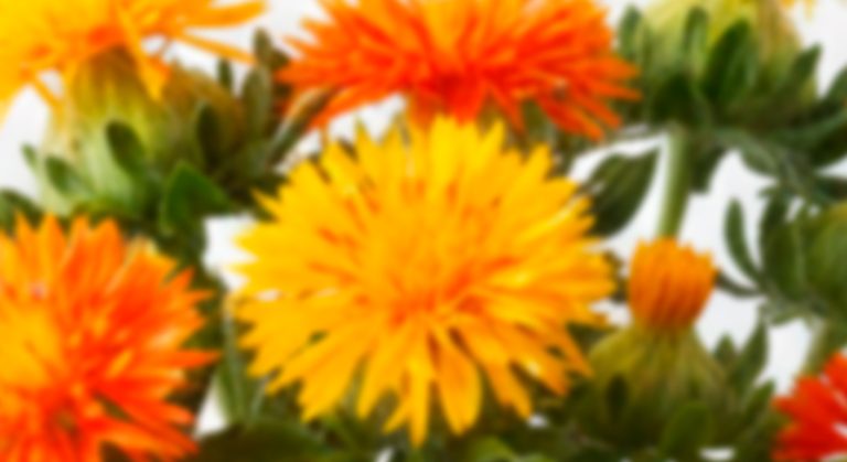 Carthamus – Safflower