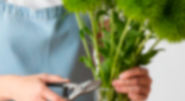 Dianthus – Green Ball