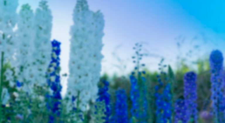 Delphinium