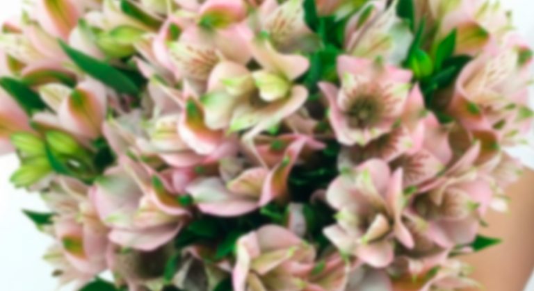 Alstromerias