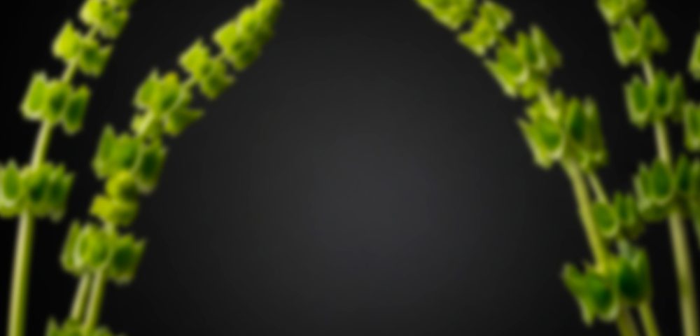 Bells of Ireland (Molucella)