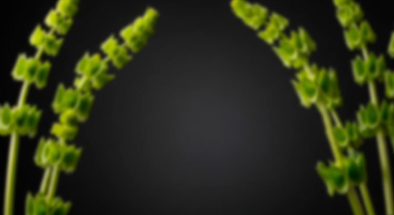 Bells of Ireland (Molucella)