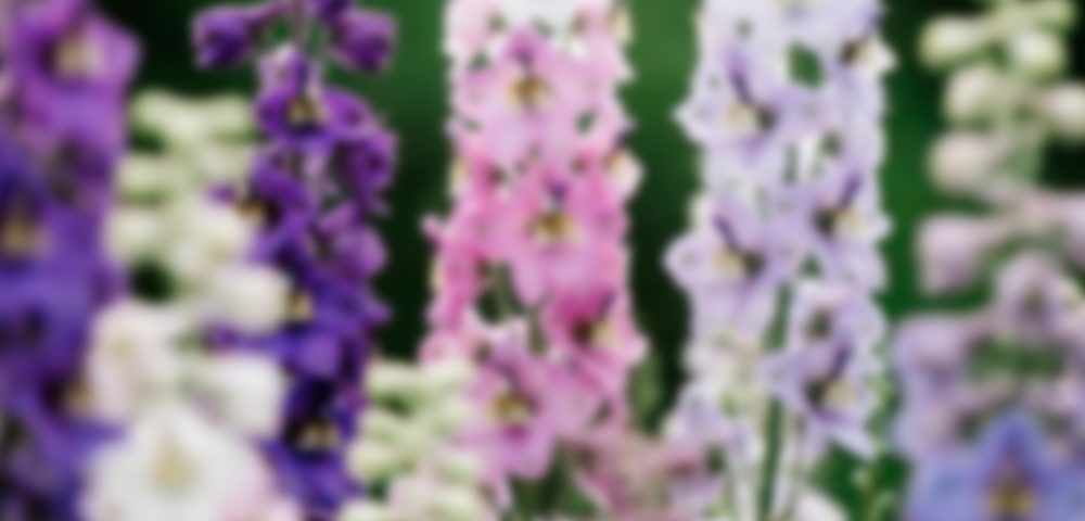 Delphinium Hybrid