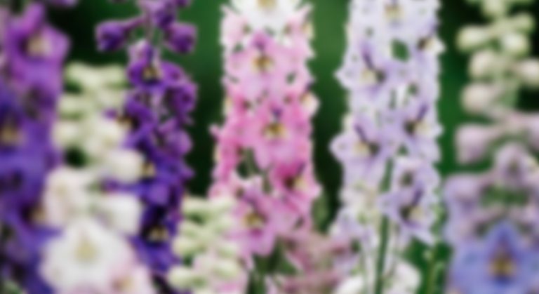 Delphinium Hybrid