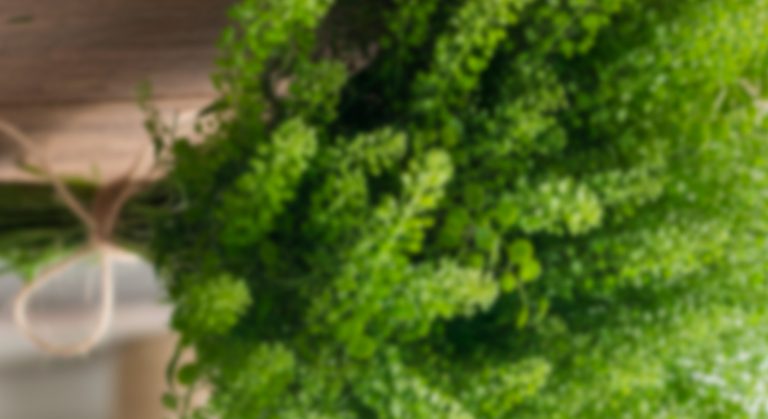 Lepidium – Green Dragon