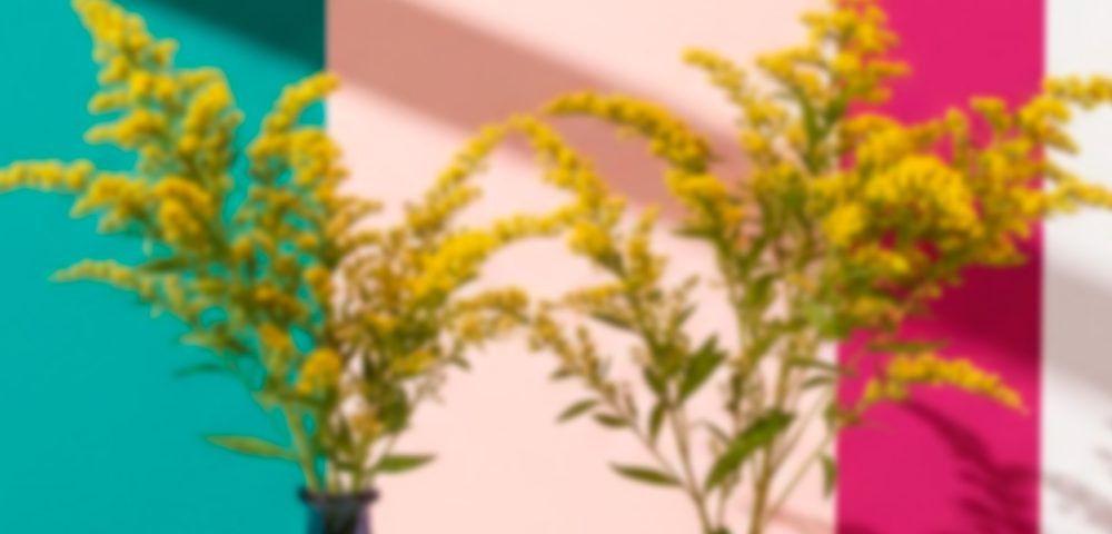 Solidago – Golden Glory