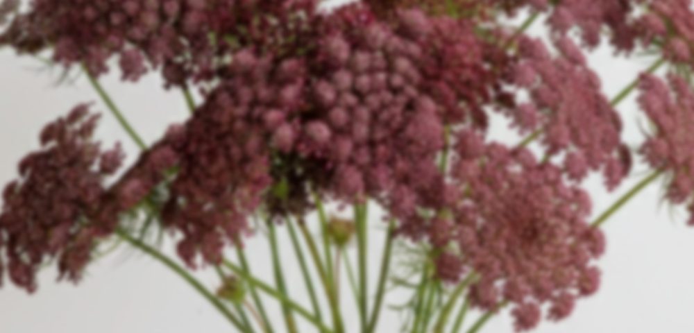 Queen Anne’s Lace – Ammi Majus