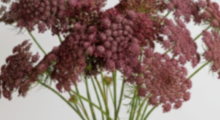 Queen Anne’s Lace – Ammi Majus