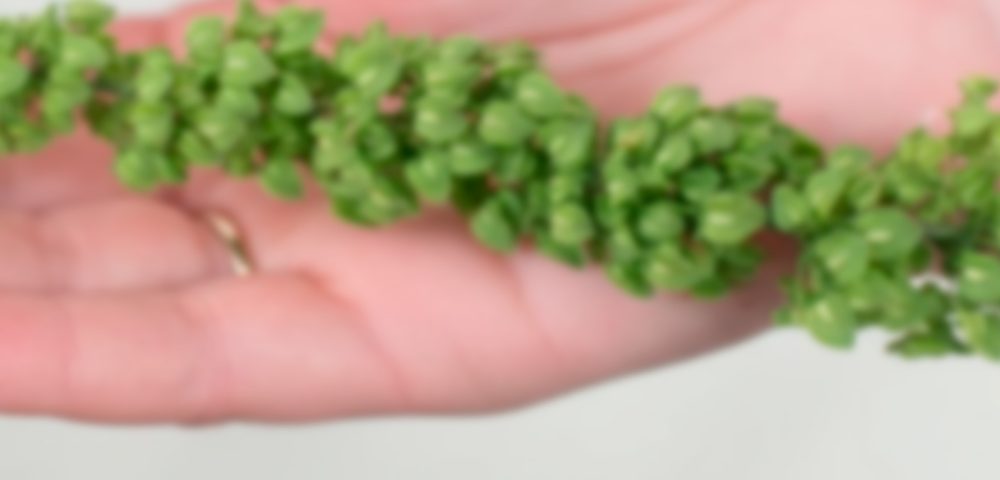 Rumex – Green Unicorn