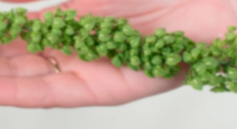 Rumex – Green Unicorn