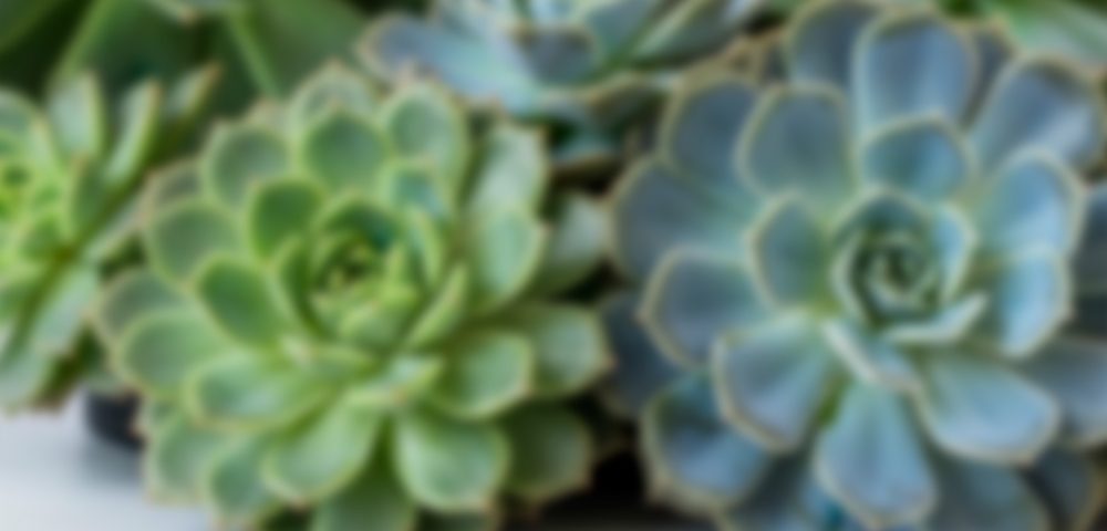 Succulents