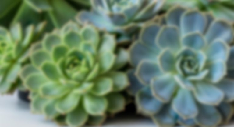 Succulents