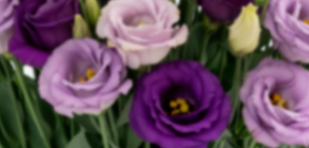 Lisianthus