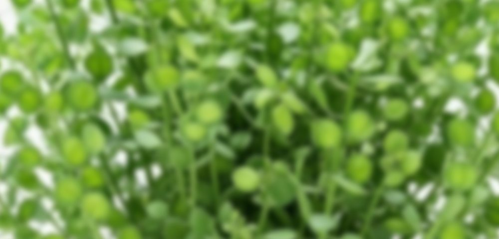 Mini Coins Pennycress