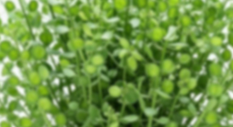 Mini Coins Pennycress