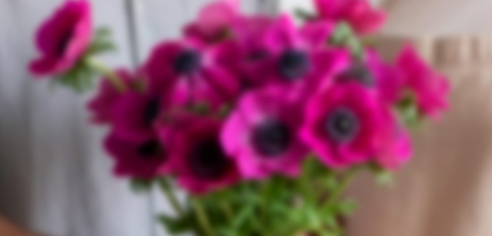 Anemones – Marianne & Full Star