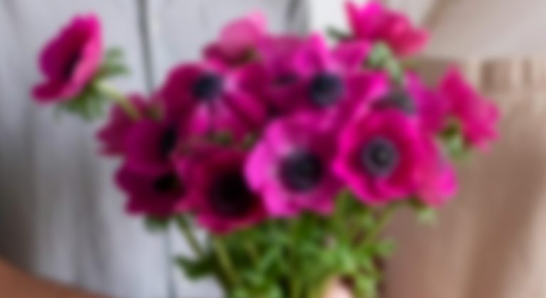 Anemones – Marianne & Full Star